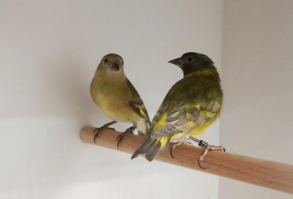 Hooded siskin pastel