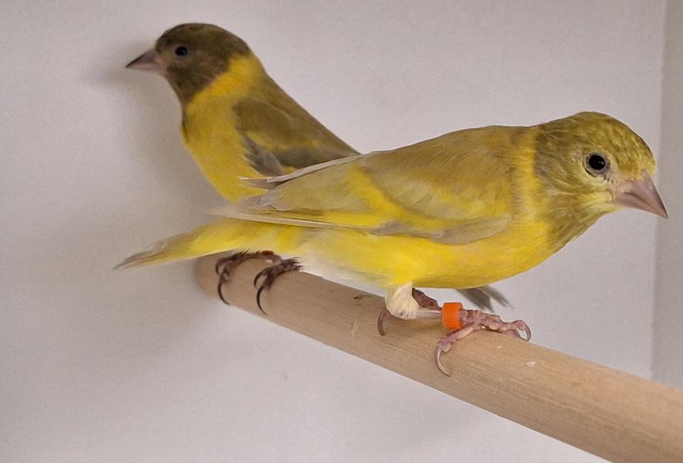 Hooded siskin brownpastel