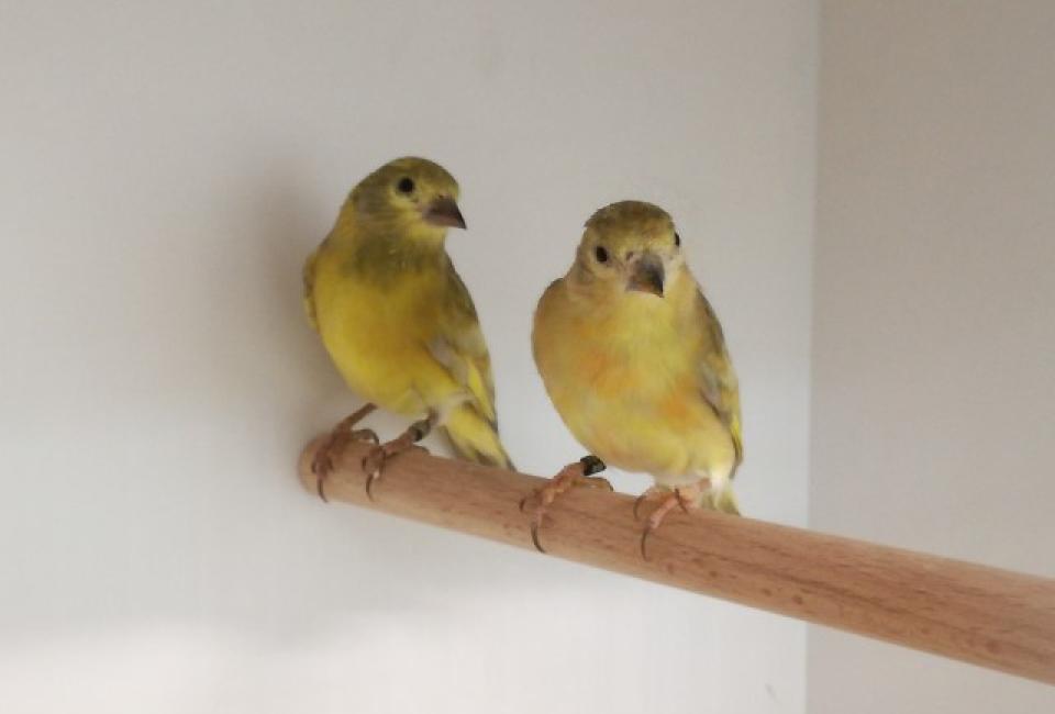 Hooded siskin dubbel pastel