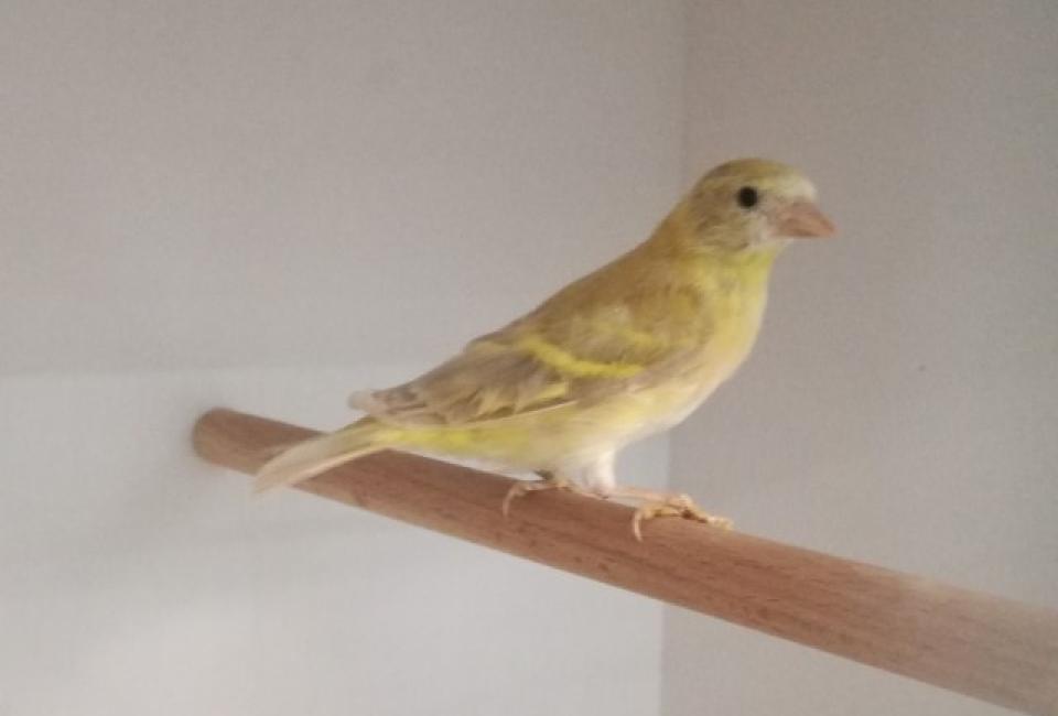 Hooded siskin topaze pastel